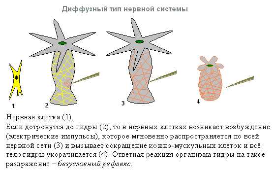 Kraken адрес